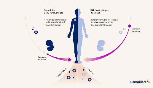 Illustration som visar skillnaderna mellan somatiska DNA-förändringar och germline DNA förändringar.