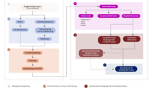 Illustration över tumörpreparatets väg genom laboratoriet och de olika arbetsstegen.