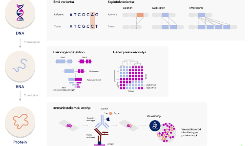 Illustration som visar de olika nivåer man kan analysera ett preparat utifrån det uttryck man finner.