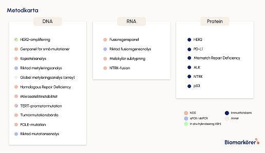 Illustration som visar vanligt använda analysmetoder inom molekylärpatologin uppdelat på DNA, RNA eller proteinnivå.