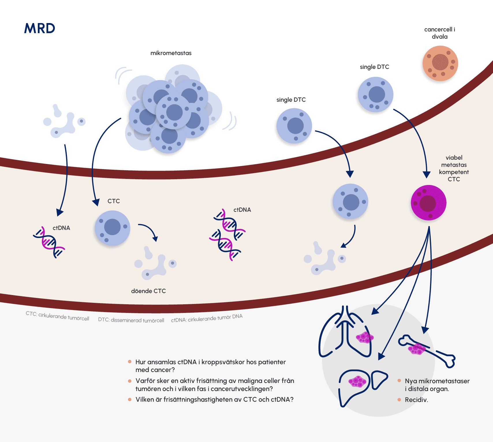 Illustrationen sammanfattar biologin för MRD. 