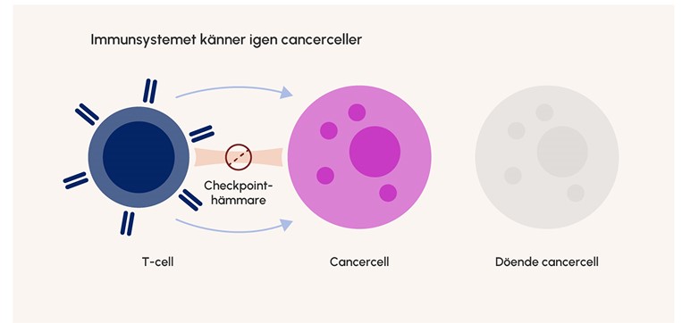 Illustrationen visar hur checkpointhämmare fungerar. Illustrationen visar hur checkpointhämmare fungerar.