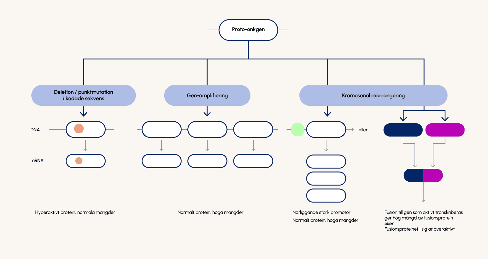 Illustration som visar mekanismer för aktivering av onkogener. Illustration som visar mekanismer för aktivering av onkogener.