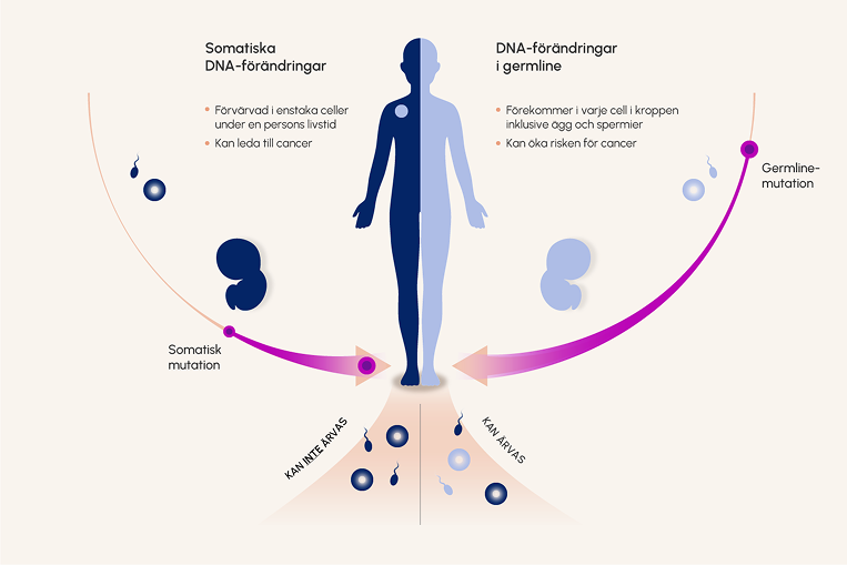 Illustration som visar skillnaderna mellan somatiska DNA-förändringar och germline DNA förändringar. Illustration som visar skillnaderna mellan somatiska DNA-förändringar och germline DNA förändringar.