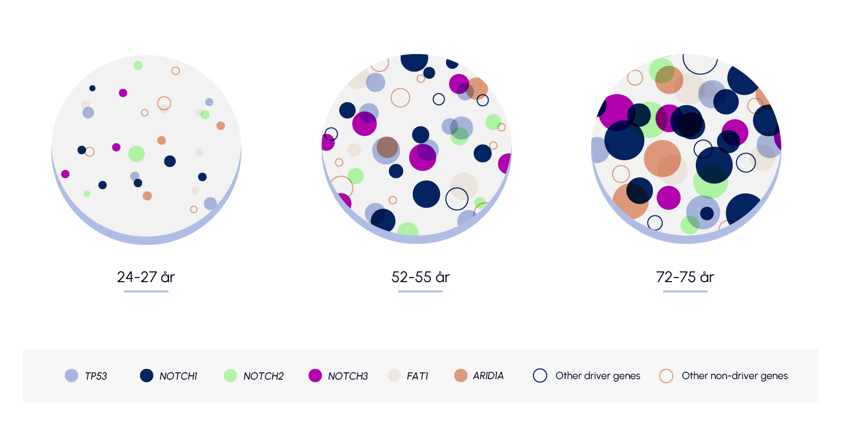 Illustration av mutationsanalys av normal esofagusslemhinna i olika åldrar.