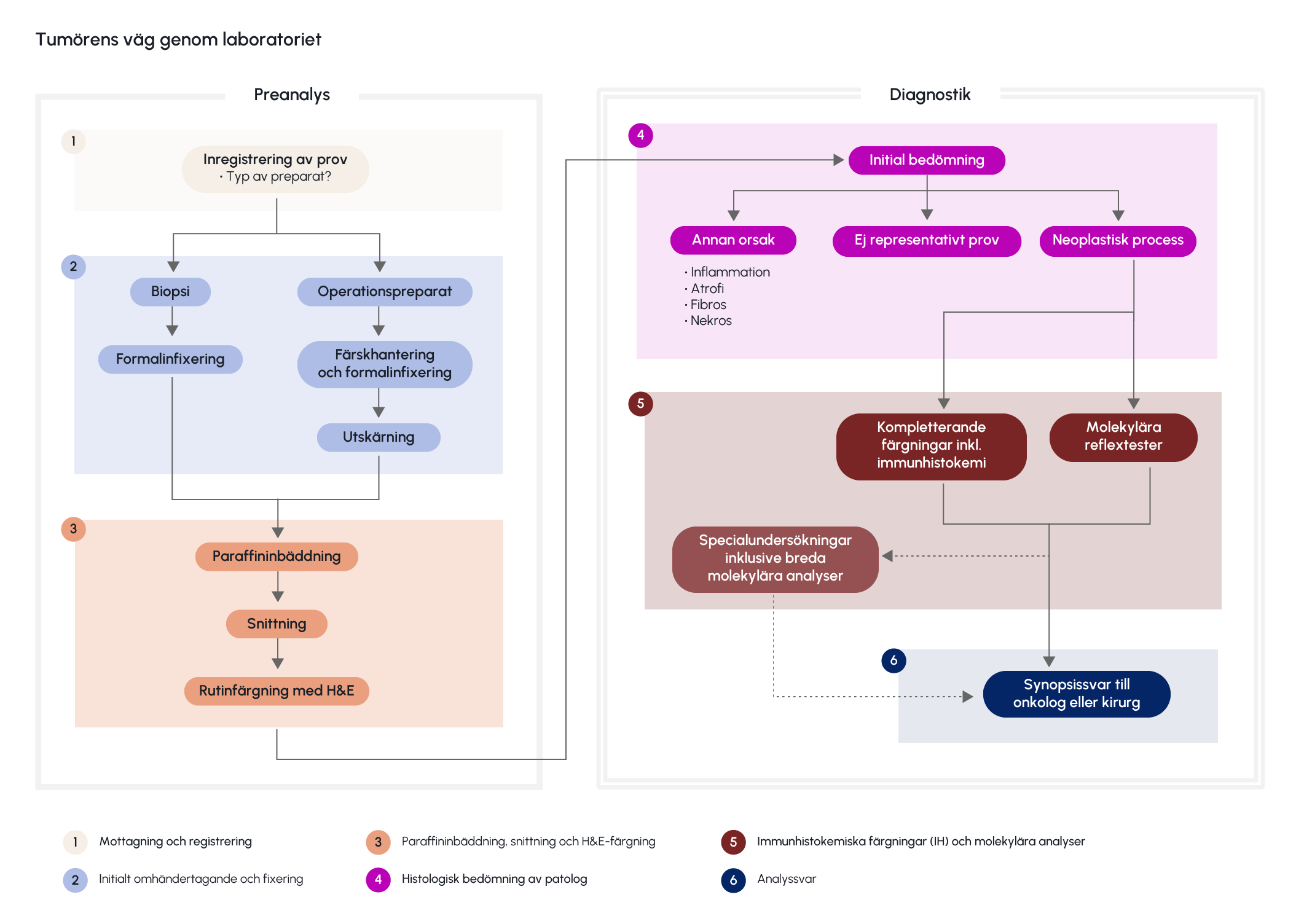 Illustration över tumörpreparatets väg genom laboratoriet och de olika arbetsstegen.