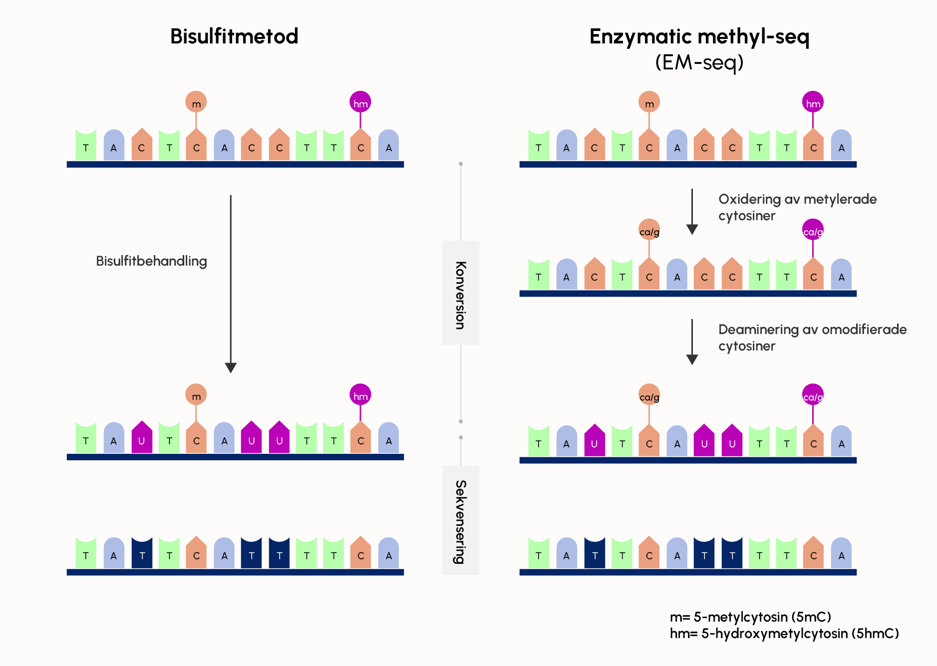 Illustrationen visar en DNA konvertering.